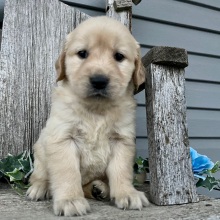Golden Retriever Puppy Camilla
