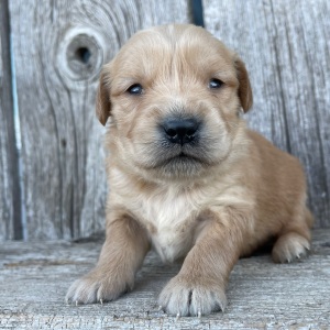 Golden Retriever Puppy Barbara