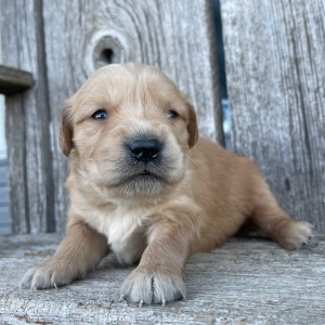 Golden Retriever Puppy Barbara