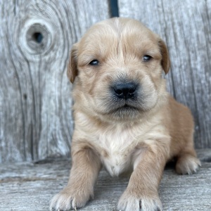 Golden Retriever Puppy Barbara