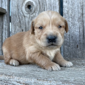Golden Retriever Puppy Barbara