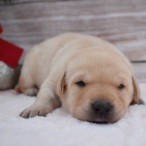 Labrador Retriever Puppy Chanel