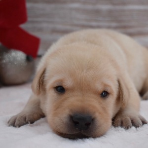 Labrador Retriever Puppy Chanel