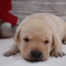 Labrador Retriever Puppy Chanel