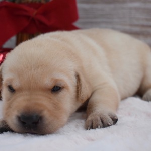 Labrador Retriever Puppy Chanel