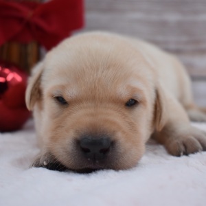 Labrador Retriever Puppy Chanel