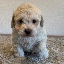 Poodle Puppy Jack