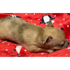 Chihuahua Puppy GEORGIE