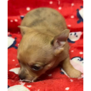Chihuahua Puppy GEORGIE