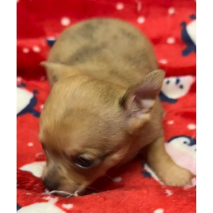 Chihuahua Puppy GEORGIE