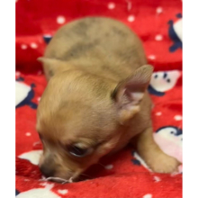 Chihuahua Puppy GEORGIE