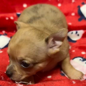 Chihuahua Puppy GEORGIE