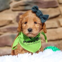 Goldendoodle Puppy Flora