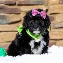 Portuguese Water Dog Puppy Winnie