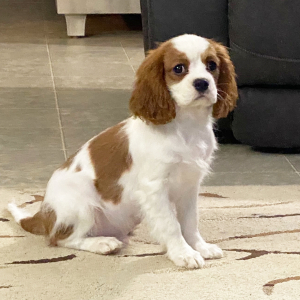 Cavalier King Charles Spaniel Puppy Enzo