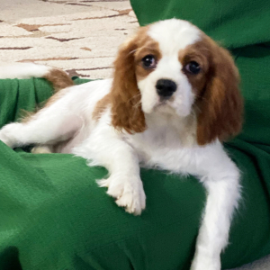 Cavalier King Charles Spaniel Puppy Enzo
