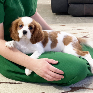 Cavalier King Charles Spaniel Puppy Enzo