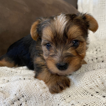 Yorkshire Terrier Puppy Luke