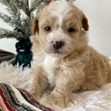 Havapoo Puppy Ty