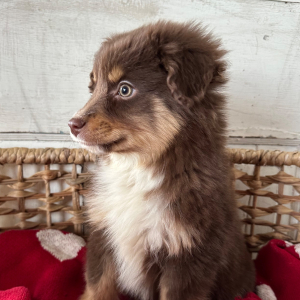 Australian Shepherd Puppy Rowdy