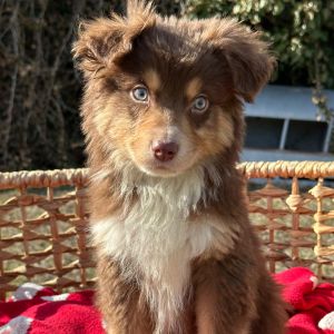 Australian Shepherd Puppy Rowdy