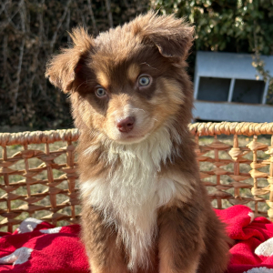 Australian Shepherd Puppy Rowdy