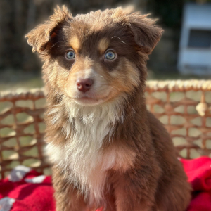 Australian Shepherd Puppy Rowdy
