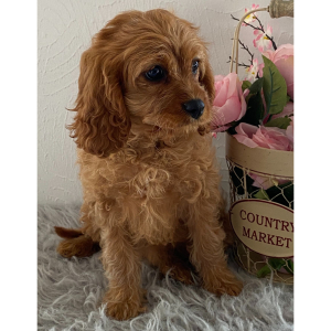 Cavapoo Puppy Ivory