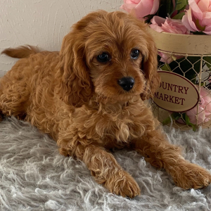 Cavapoo Puppy Ivory