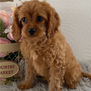 Cavapoo Puppy Ivory