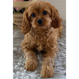 Cavapoo Puppy Ivory