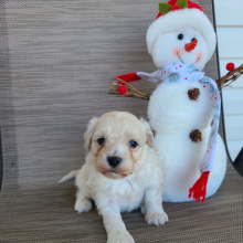 Maltipoo Puppy Nevon