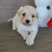 Maltipoo Puppy Nevon