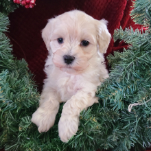 Maltipoo Puppy Nevon