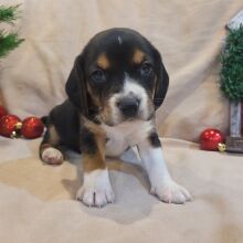 Beagle Puppy Maverick