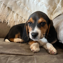 Beagle Puppy Maverick