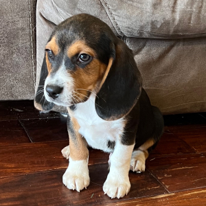 Beagle Puppy Maverick