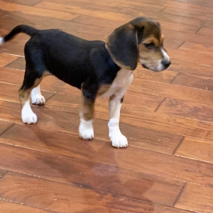 Beagle Puppy Maverick