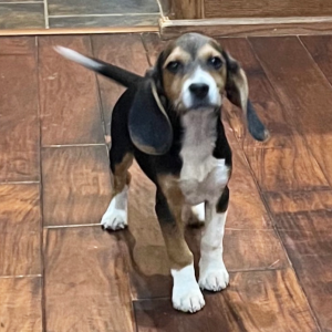 Beagle Puppy Maverick