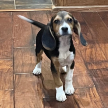 Beagle Puppy Maverick