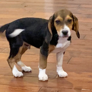 Beagle Puppy Maverick