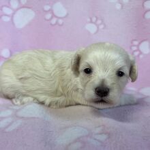 Maltipoo Puppy Megan