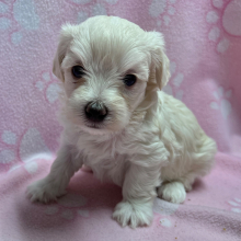 Maltipoo Puppy Megan