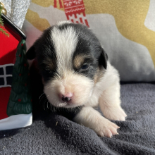 Pembroke Welsh Corgi Puppy Kenji
