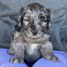 Labradoodle Puppy Agent