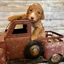Poodle Puppy Nash