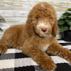 Poodle Puppy Nash