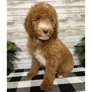 Poodle Puppy Nash
