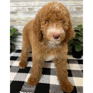 Poodle Puppy Nash