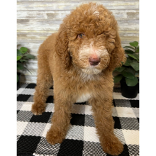 Poodle Puppy Nash